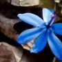 blue-flower.jpg