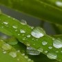 raindrops.jpg